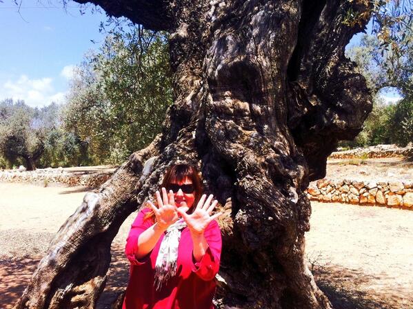 Olivos milenarios Ulldecona