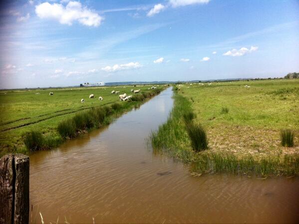 Twitter : @fonkm (North Kent Marshes)