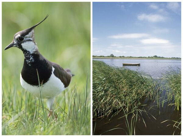 Twitter : @RSPBNI (RSPB NI)