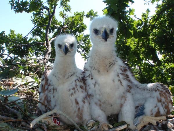 Twitter : @BirdLifeAustria (BirdLife Austria)