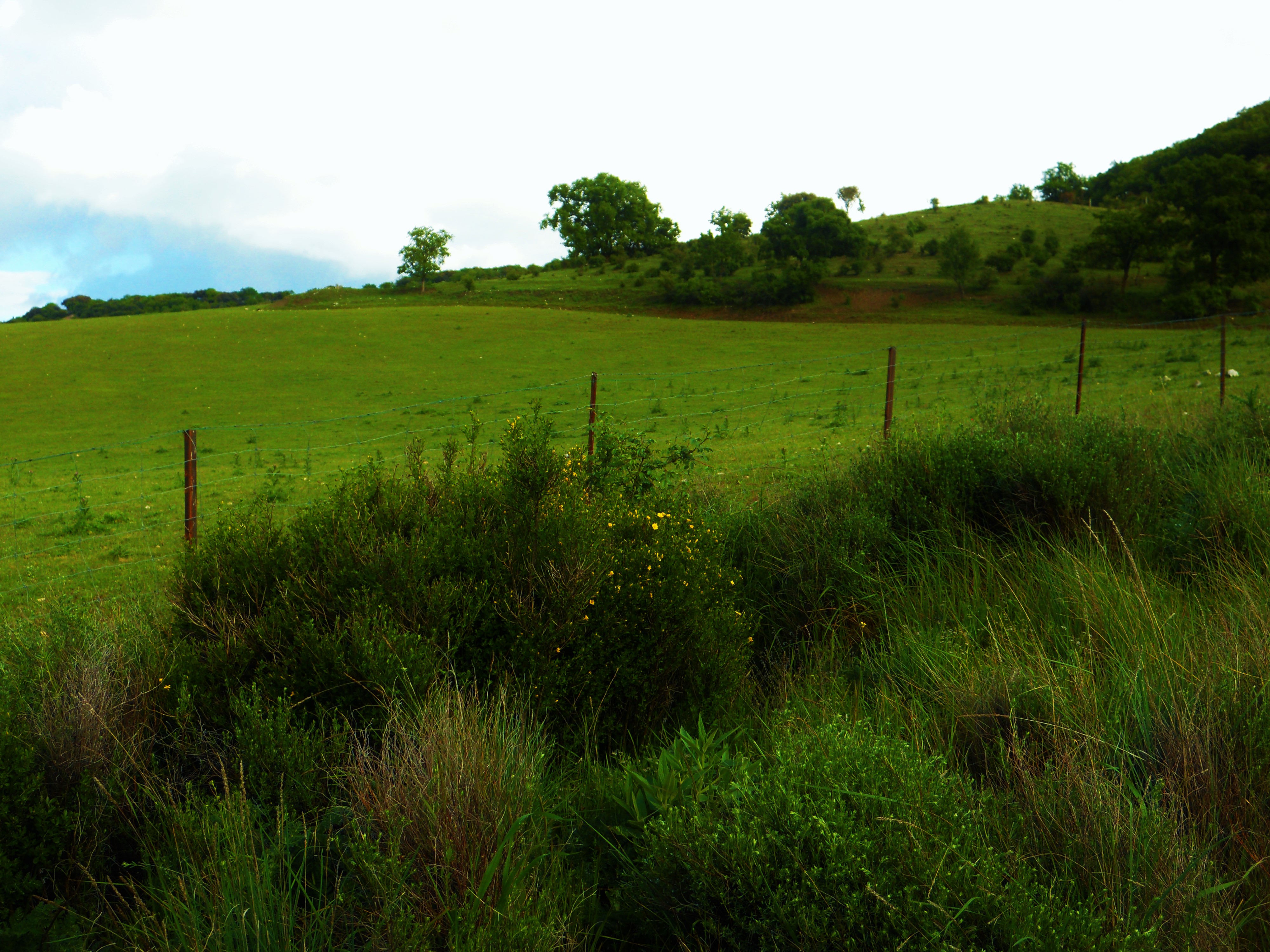 Castilla verde