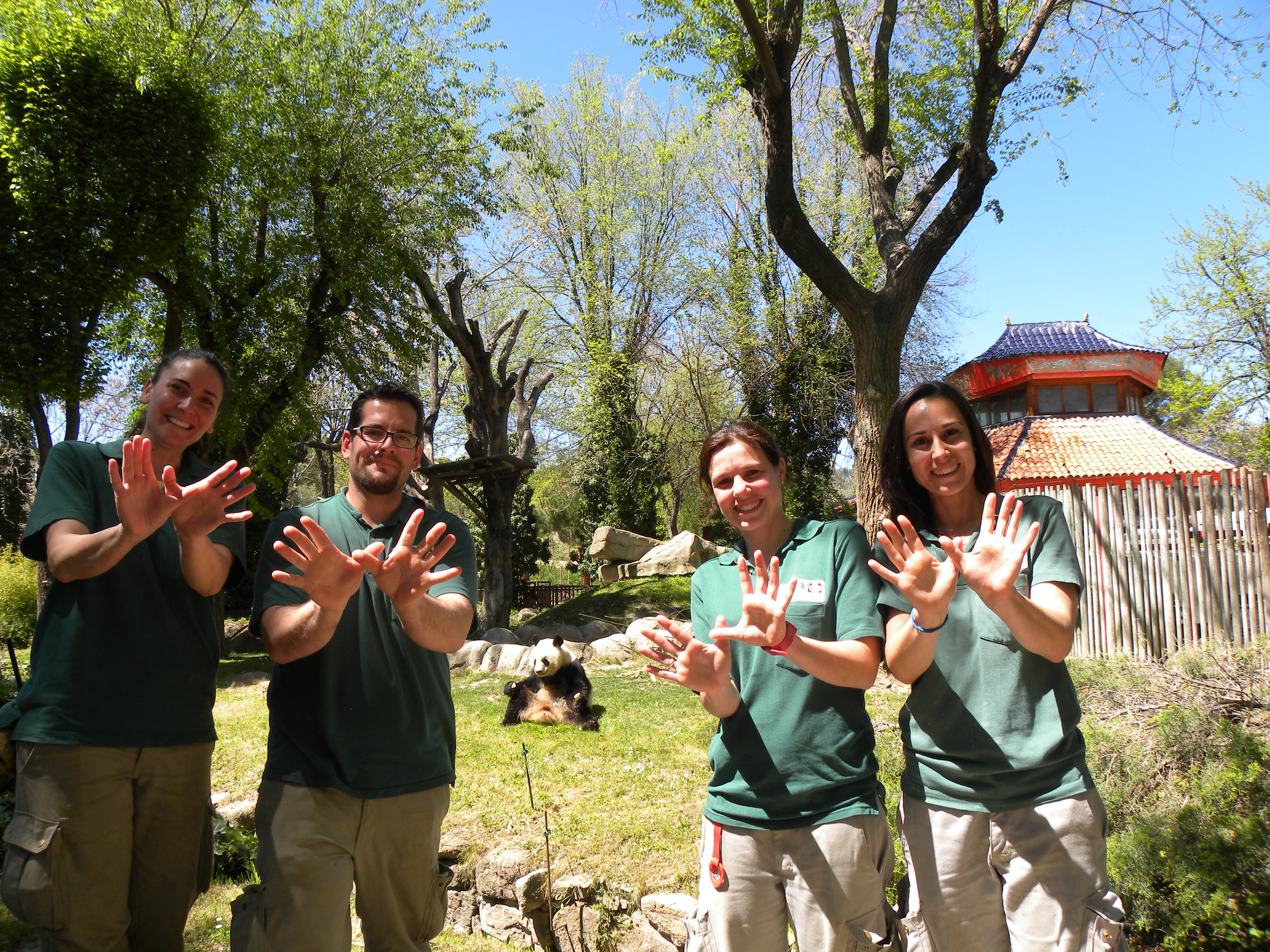 Nuestro equipo de osos panda se suma al efecto mariposa