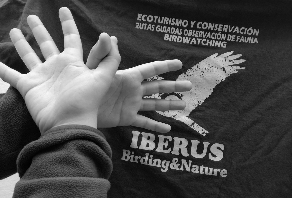 Twitter : @IberusBirding (Iberus Birding)