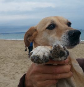 ARI con Natura 2000