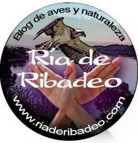 Twitter : @RiadeRibadeo (Ría de Ribadeo)