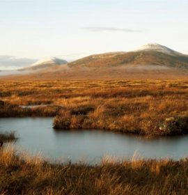 Twitter : @RSPBScotland (RSPB Scotland)