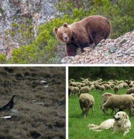 Twitter : @fundacionoso (Fundación Oso Pardo)