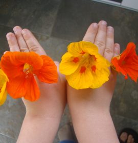 Mariposa de flores