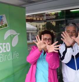 Tenerife_Plaza del Cristo_SEO/BirdLife Canarias