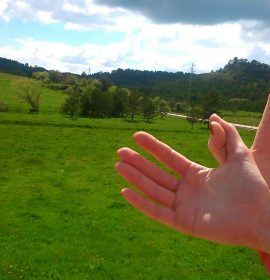 mariposa en la naturaleza