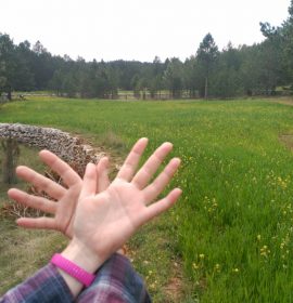 mariposas en la pradera