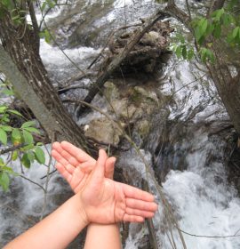 Mariposa en el río Majaceite