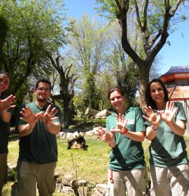 Nuestro equipo de osos panda se suma al efecto mariposa