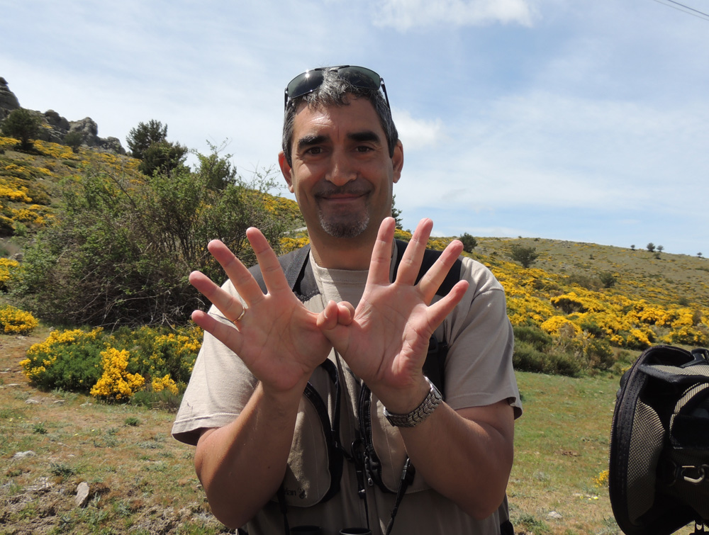 SEO-SIERRA DE GUADARRAMA