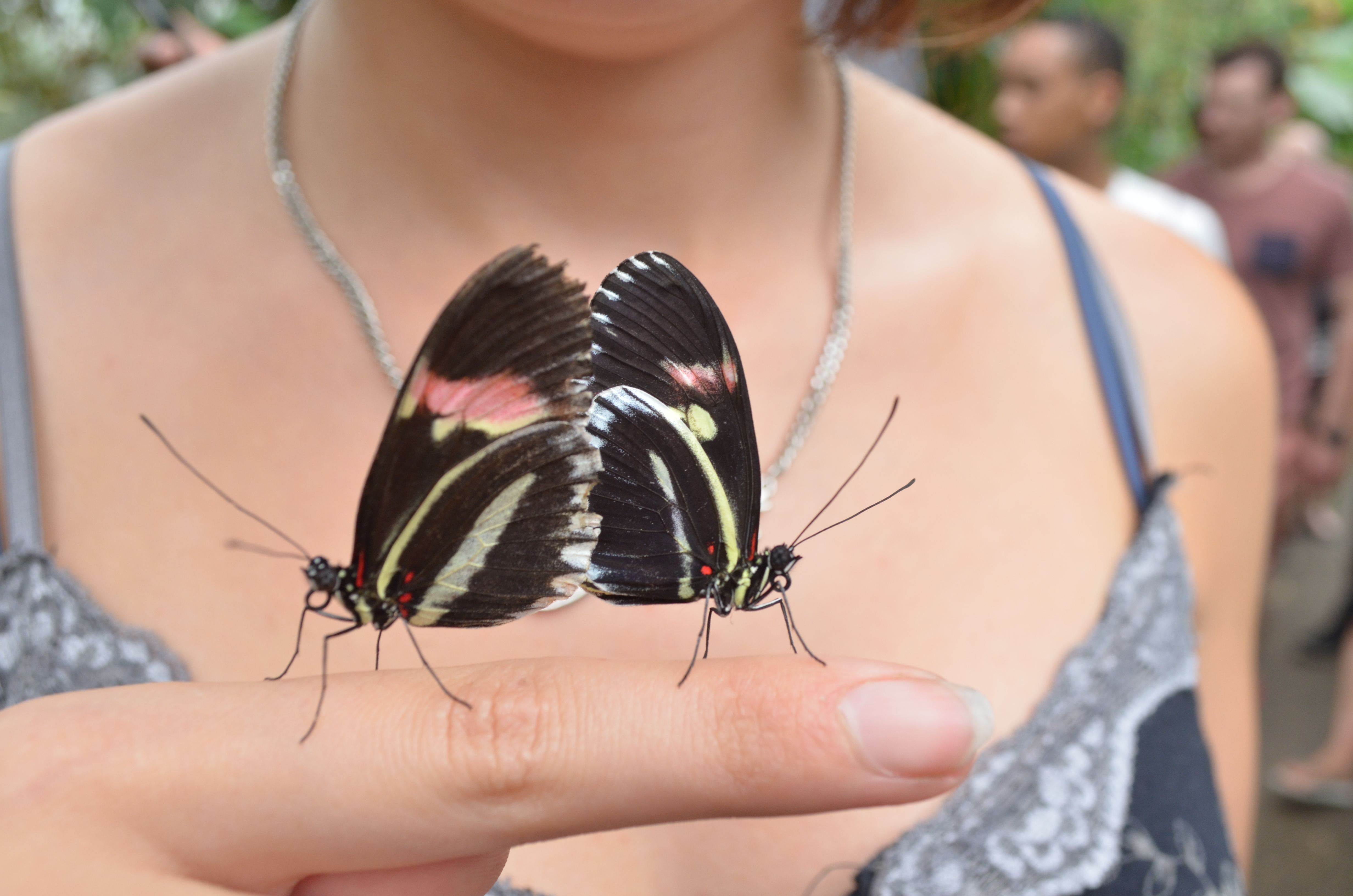 El efecto mariposa puede cambiar el mundo