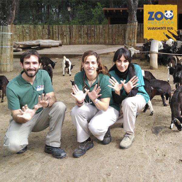 Twitter : @zoomadrid (zoo madrid)